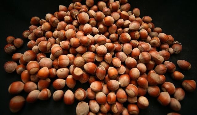 Türk fındığı dünya pazarında rekor kırdı!