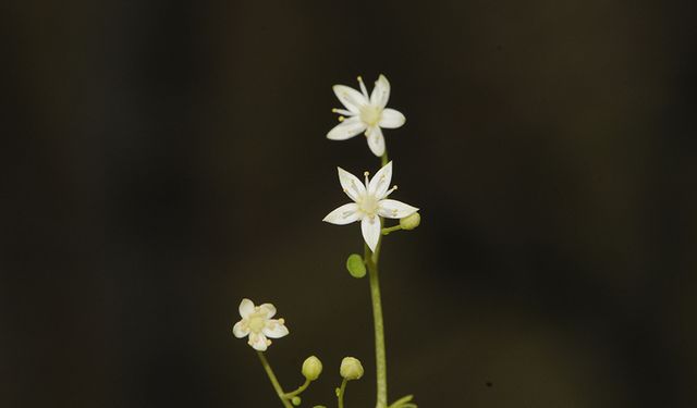 Türkiye’nin ilk endemik göbek otu