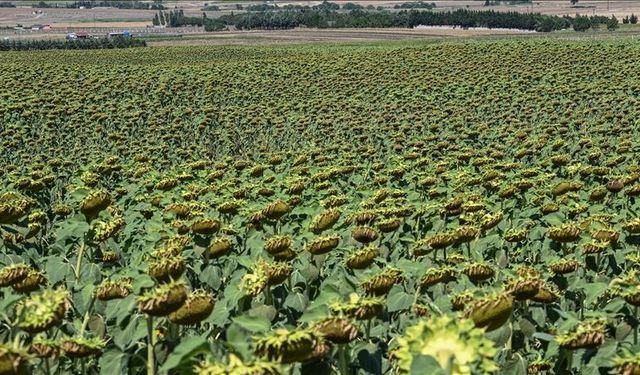 Akıllı Tarım Uygulamalarına %70’e Kadar Hibe