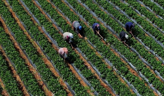 Çiftçilerin Hesaplarına 12,3 Milyar Lira Yatıracak