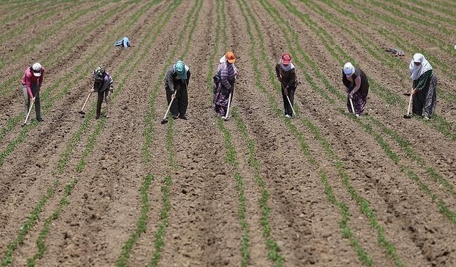 Mevsimlik İşçilerin Günlük Ücreti 1299 TL’ye Çıktı