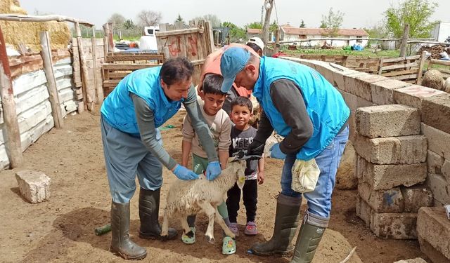 Kırşehir’de hayvanlar için veterinerler sahada!