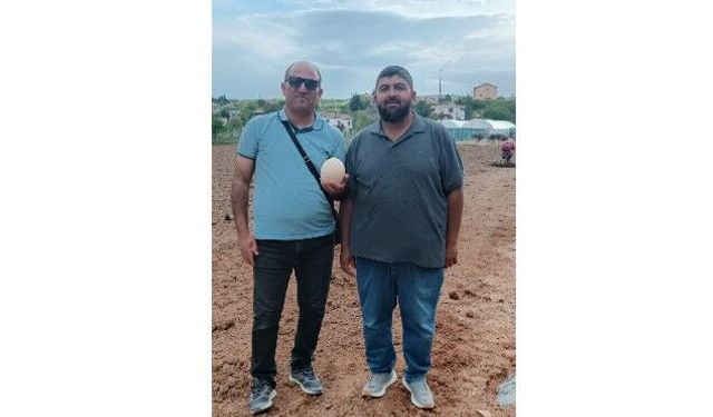 Kırşehir’de deve kuşları Neşet Ertaş dinleyerek sakinleşiyor!
