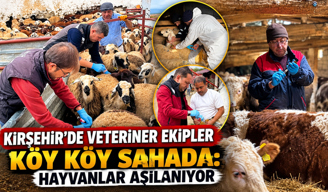 Kırşehir’de Hayvan Hastalıklarına Karşı Koruma Kalkanı: Aşılama Sürüyor