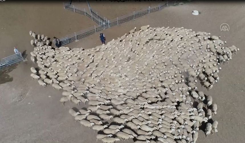 Malya Tarım İşletmesi, yerli koyun yetiştiriciliğine katkı sağlıyor