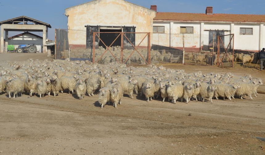 Eskişehir'deki Anadolu Tarım İşletmesinde "teke katımı" yapıldı