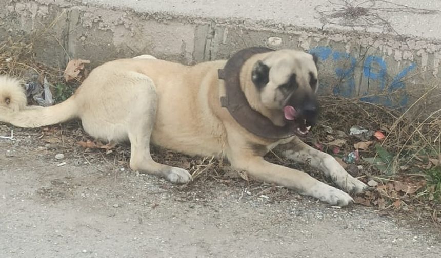 Kaman'da boynuna soba kapağı takılan köpek kurtarıldı