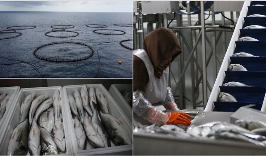 Kafes Balıkçılığı Ürünleri Avrupa’ya İhraç Ediliyor
