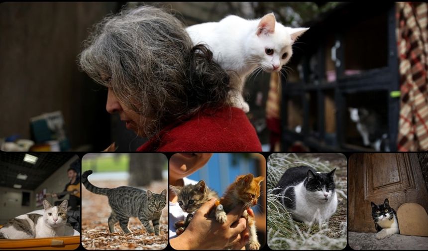 İnsan-Kedi İlişkisi 4 Bin Yıl