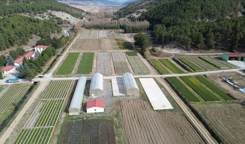 O şehirde yetiştirilen fidanlar İç Anadolu’yu yeşertiyor