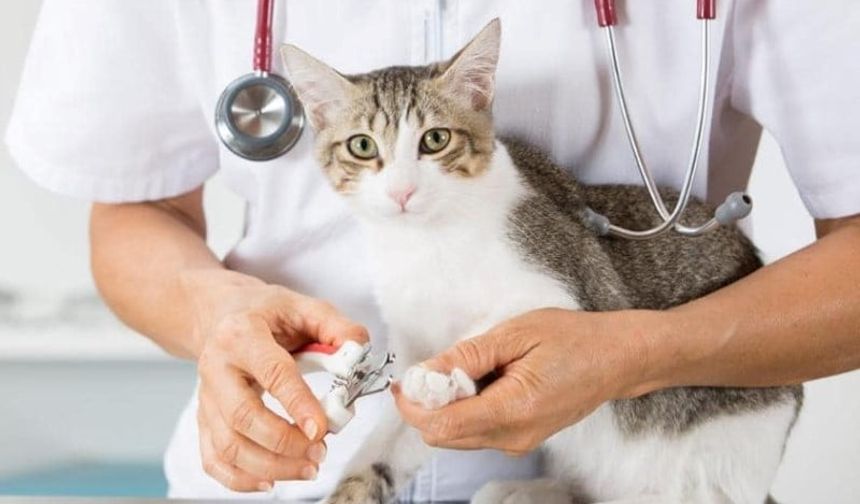 Veterinerlikte Yeni Güvenlik Dönemi