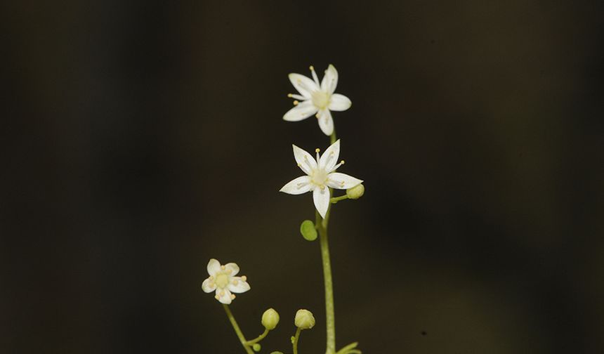 Türkiye’nin ilk endemik göbek otu