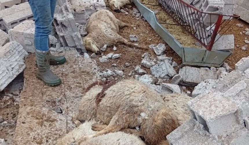 Ağıl Çatısı Uçtu, Hayvanlar Enkaz Altında Kaldı : 12 Küçükbaş Telef
