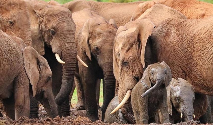 Fillerin Hortumundaki Gizem Çözüldü