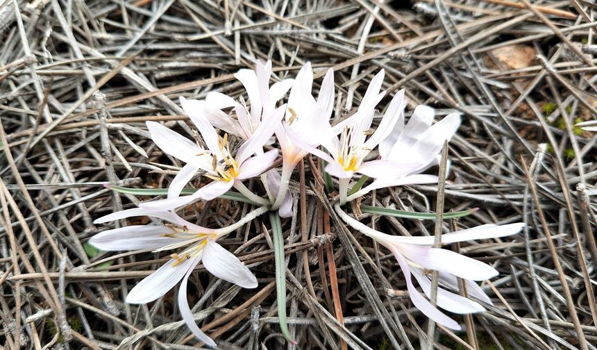 Kırşehir Aşıkpaşa Tabiat Parkı’nda baharın ilk izleri
