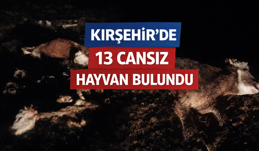 Kırşehir’de 13 cansız hayvan bulundu