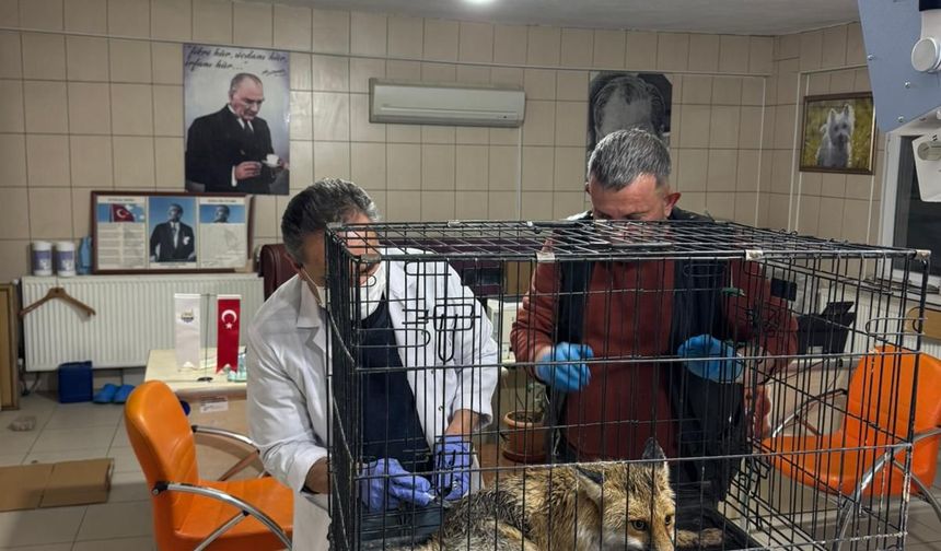 Kırşehir’de Doğa Koruma ekipleri yaralı tilkiyi kurtardı