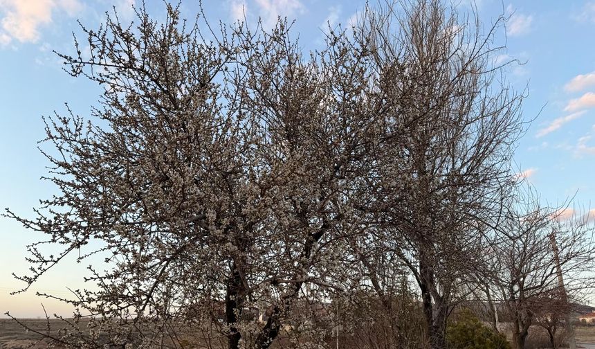 Kırşehir'in Kervansaray Mahallesi'nde badem çiçekleri baharın müjdeleyicisi oluyor
