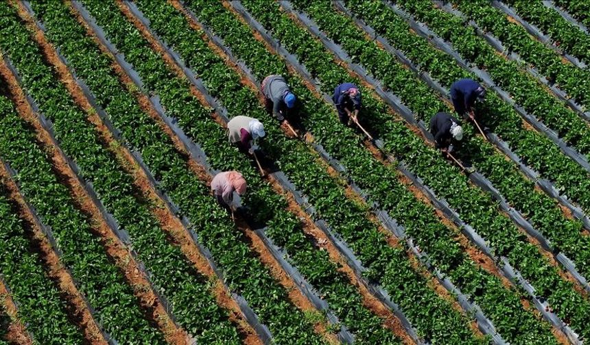 Çiftçilerin Hesaplarına 12,3 Milyar Lira Yatıracak