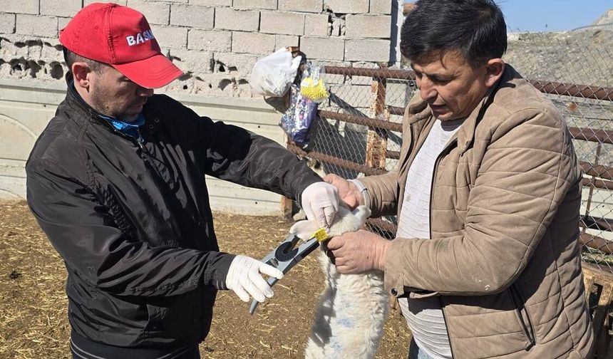 Kırşehir’de gıda ve hayvan sağlığı için denetimler sürüyor