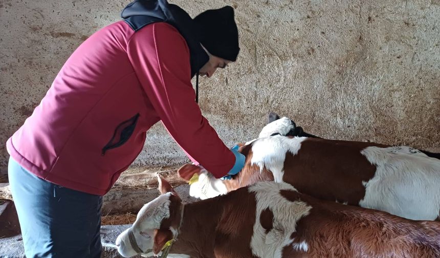 Kırşehir’de hayvan sağlığı için kararlı adımlar