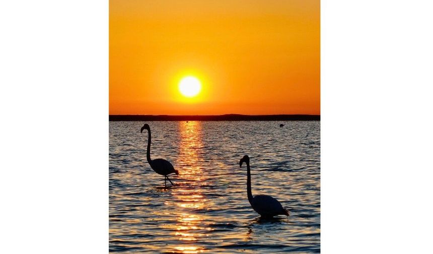 Kırşehir Seyfe Gölü’nde Flamingo Şöleni