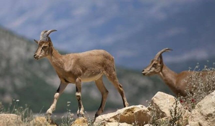 Yaban Keçisi Vuran Şahsa 984 Bin Lira Ceza