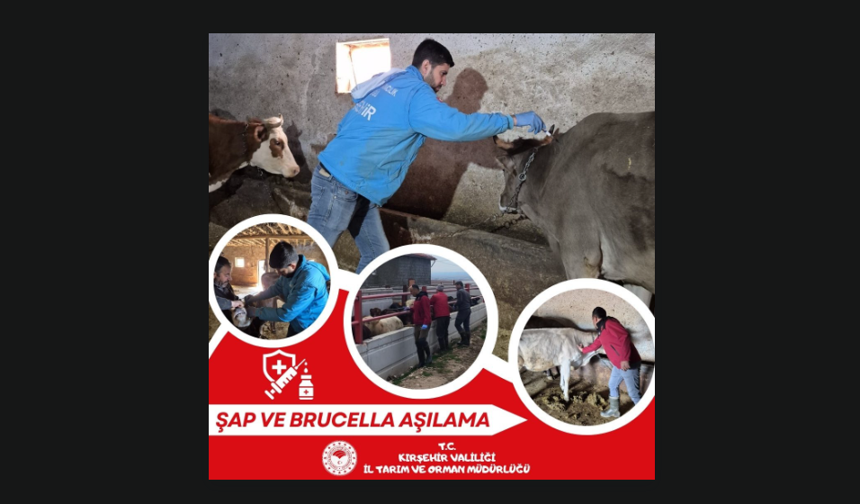 Kırşehir’de Şap ve Brucella Aşılama Seferberliği Sürüyor