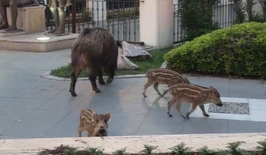 Aç Kalan Domuzlar Şehre İndi
