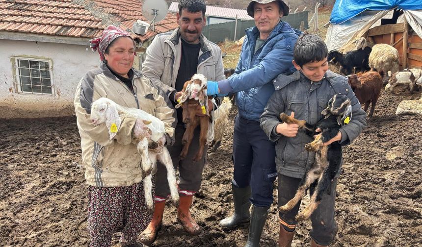 Kırşehir’de çiftçiye destek: Küpeleme ve aşılama sürüyor