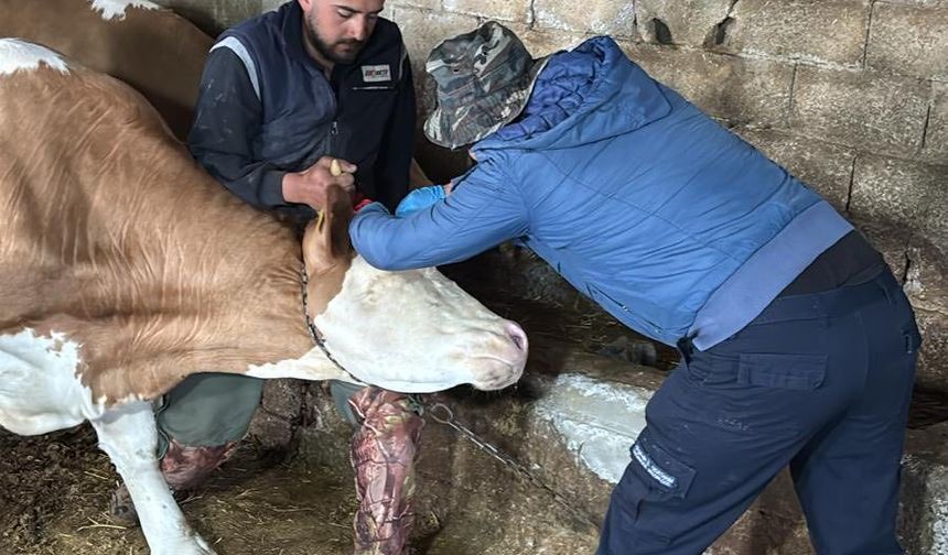 Kırşehir’de Şap ve Brusella aşılaması aralıksız devam ediyor