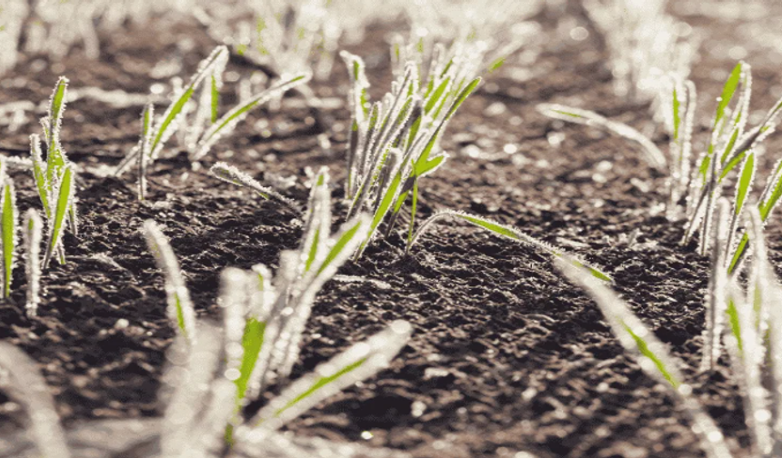 Kırşehirli üreticilere çağrı: Don önlemleri alınmalı