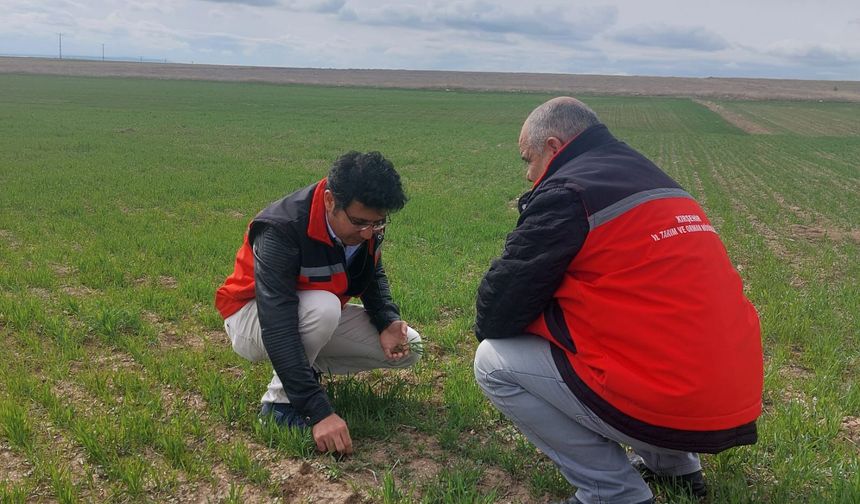 Sürdürülebilir tarım için Kırşehir’de sahada denetim