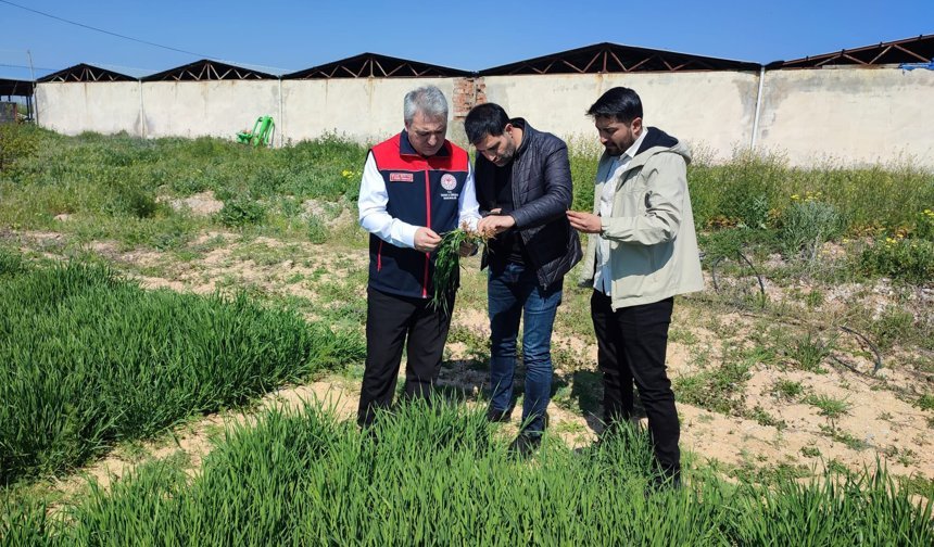 Kırşehir’de Tahıl Demonstrasyon Tarlasında Kontroller Yapıldı