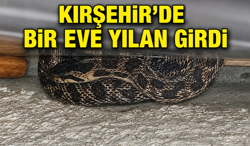 Kırşehir’de Eve Giren Yılanı Çıkarmak İçin Bakın Ne Yaptı