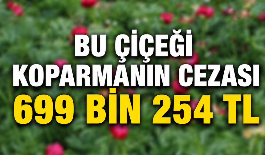 Kırşehir’e Yakın Bölgede Yetişiyor: Koparan Yandı!