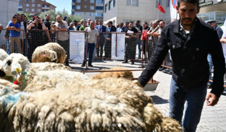 Kırşehir’de Hayvancılığa Can Suyu: 50 Üreticiye Damızlık Desteği
