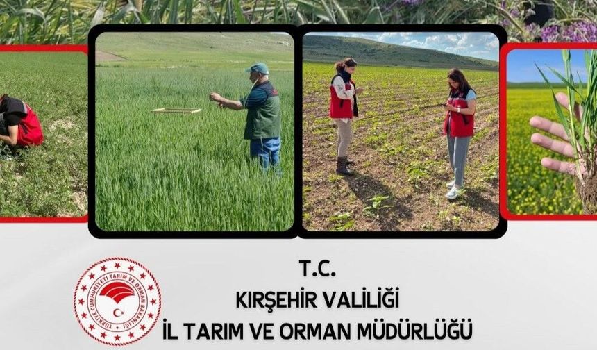 Kırşehir’de Tarlalar Yakın Takipte: Ekipler Sahada Denetimlerini Sürdürüyor
