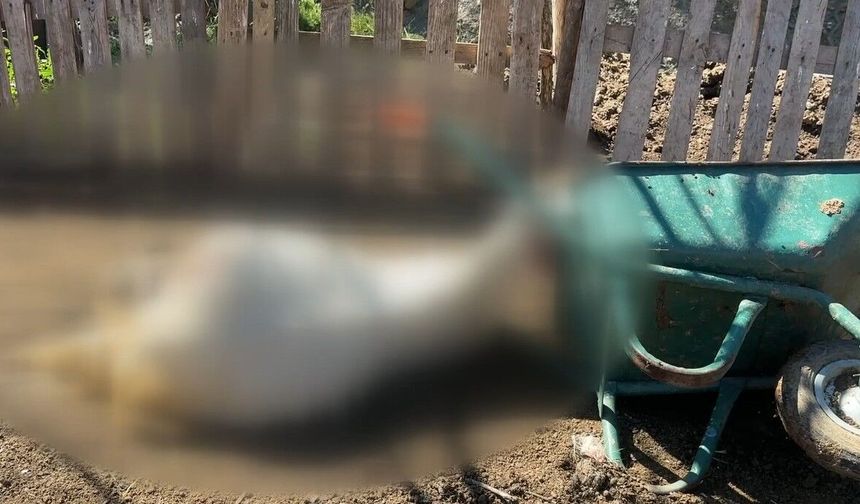 Ağıla giren kurtlar dehşet saçtı…