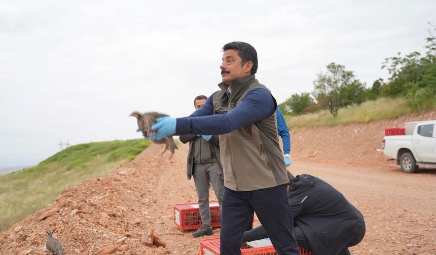 Kırşehir’de kene ve süneyle mücadelede keklikler görevde