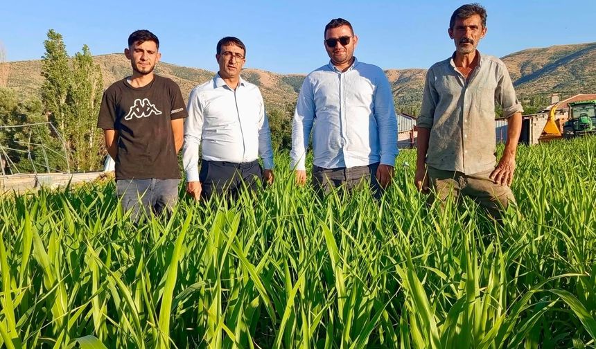 Kırşehir’de Alternatif Yem Bitkisi Sorgum Sudan Otu Üreticinin Yüzünü Güldürüyor