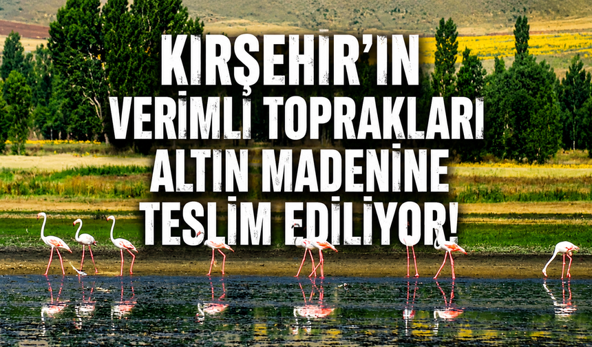 Kırşehir'de Altın Uğruna 1262 Hektarlık Doğa ve Tarım Alanı Yok Edilecek