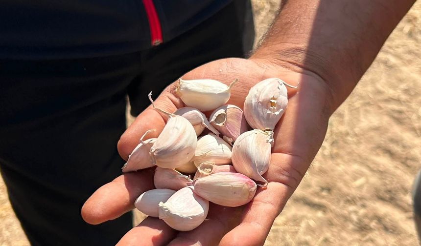 Mucur’da Sarımsak Üretiminin Yaygınlaştırılması İçin İlk Adım Atıldı