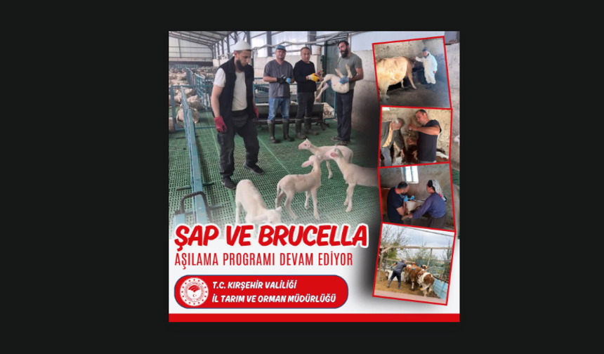 Kırşehir’de şap ve brusella aşılama çalışmaları sürüyor