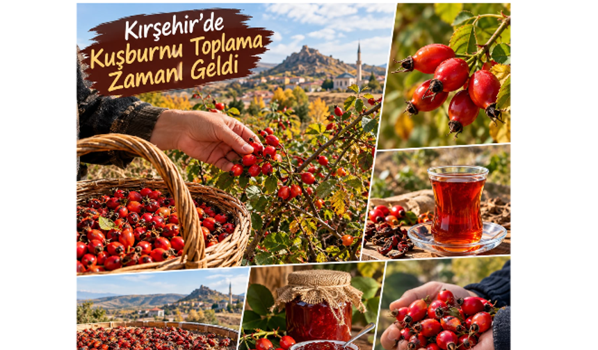 Kırşehir’de Kuşburnu Toplama Zamanı Geldi