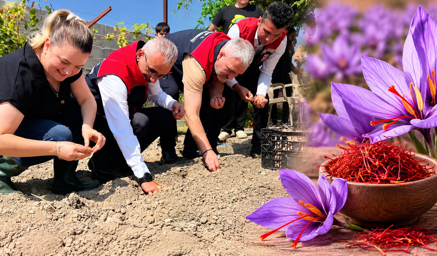 Kırşehir’de “Mor Altın” Dönemi Başlıyor!