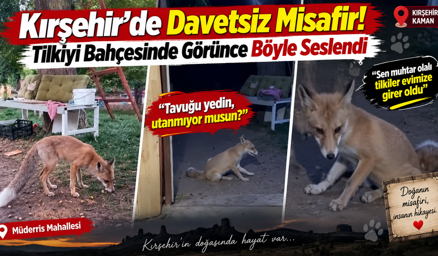 Kırşehir’de Davetsiz Misafir! Tilkiyi Bahçesinde Görünce Böyle Seslendi