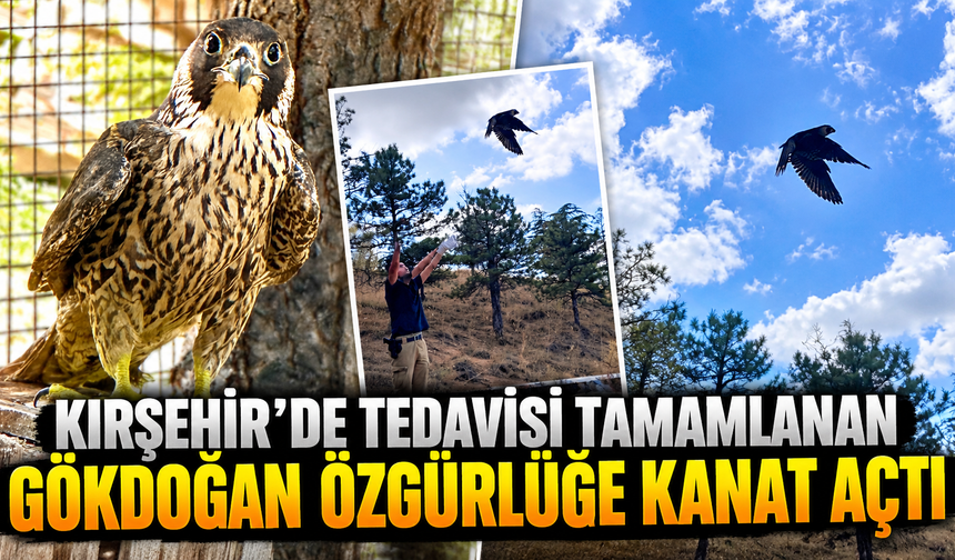 Kırşehir’de Tedavisi Tamamlanan Gökdoğan Özgürlüğe Kanat Açtı
