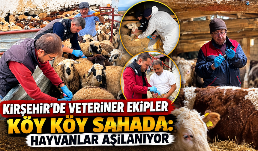 Kırşehir’de Hayvan Hastalıklarına Karşı Koruma Kalkanı: Aşılama Sürüyor