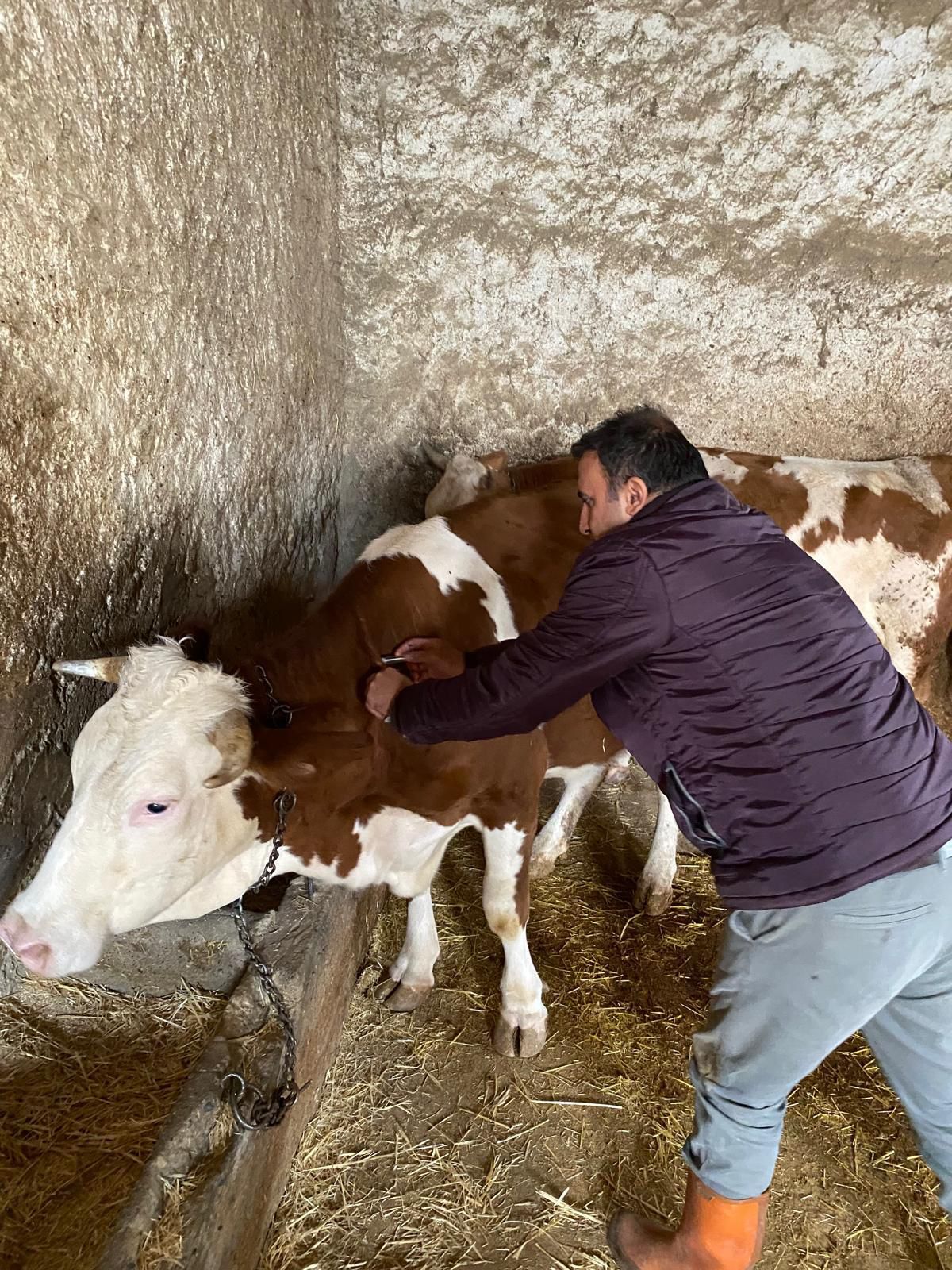 İlçelerde Küpeleme Ve Aşılama Çalışmaları Devam Ediyor!